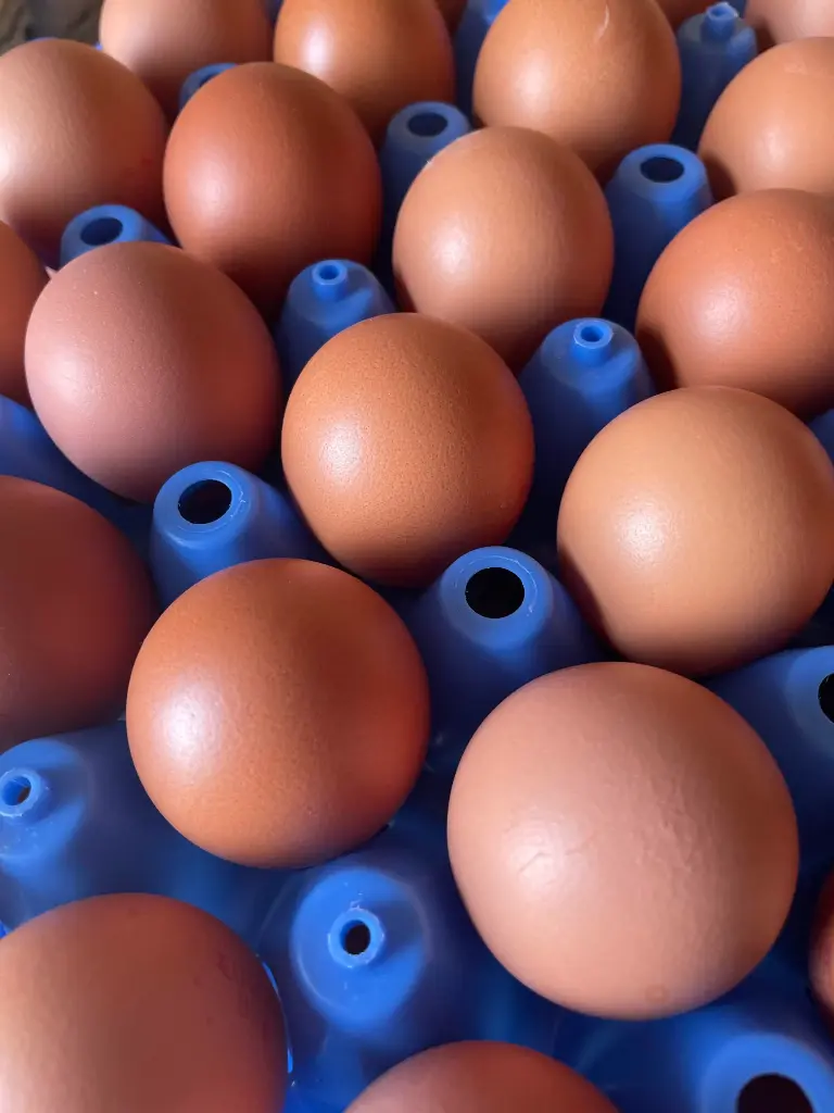 Oeufs bio - Nicolas Lesourd